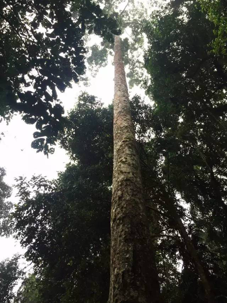 高耸的望天树，树干粗壮，